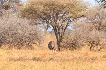 Common ostrich (Struthio camelus) female in Tarangire National Park, Tanzania