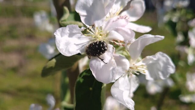 Tropinota hirta beetle eating apple tree blossoms affecting the crop. Epicometis insect of Coleoptera order feeds with pollen and flower organs