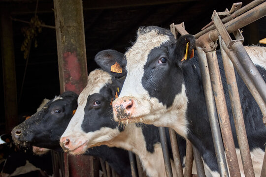 Cows at the Mouriscade Estate in Lalin, Pontevedra, Spain