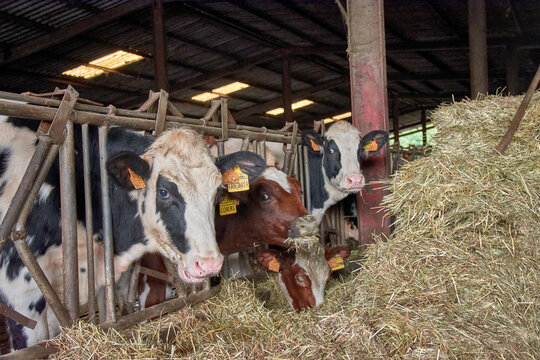 Cows at the Mouriscade Estate in Lalin, Pontevedra, Spain