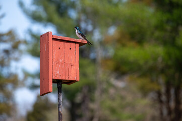 Off center Pennsylvania Tree Swallow on a rustic red wooden birdhouse with beautiful bokeh woodland nature background green trees copy space, no people