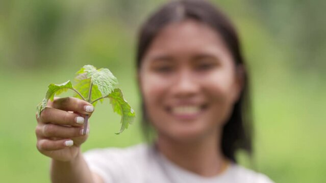 Southeast asian patchouli farmer with freshly harvested leaves for essential oil