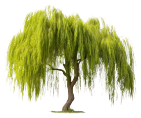 PNG Willow plant tree tranquility