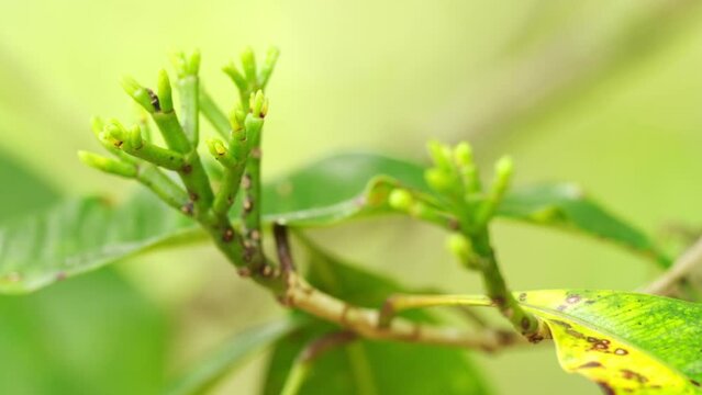 Closeup, three-months clove buds growing on tree, two-months prior to harvest