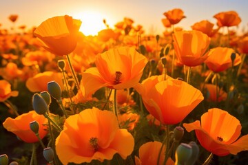 bright orange poppy flower Fields in full bloom Under the golden evening sun 