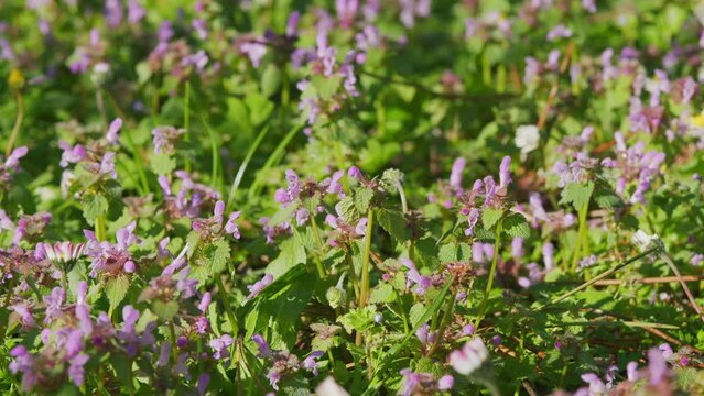 Purple Archangel In Springtime. Bluming May Meadow. Field Of Wild Purple Flowers. Medicinal Herbs Background.