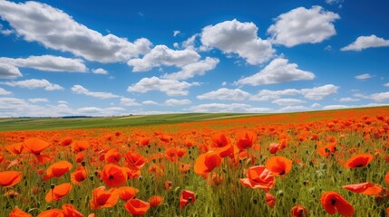 Fields of bright red poppies stretch as far as the eye can see. In the bright blue sky, there were fluffy white clouds floating in the distance.