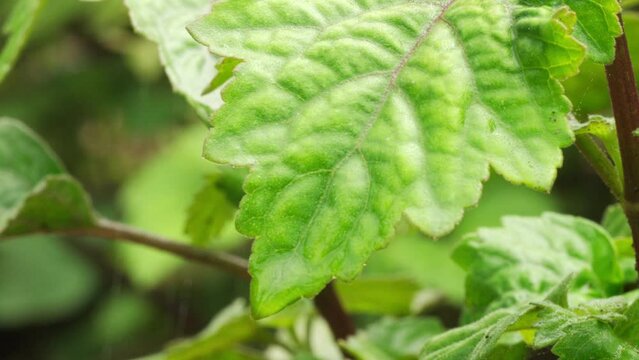 Extreme closeup, patchouli leaf of aromatic and fragrant plant, essential oil