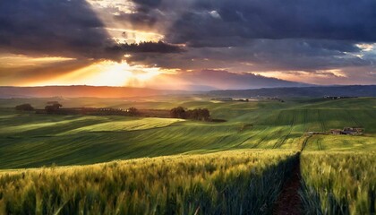 Fototapeta premium Sunset Symphony: A Visual Ode to the Enchanted Wheat Fields