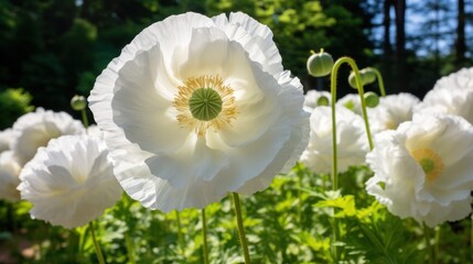 Fototapeta premium pure white poppy The garden is in full bloom. Filled with elegance 