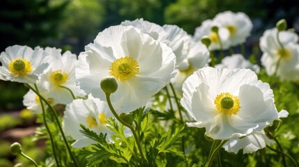  pure white poppy The garden is in full bloom. Filled with elegance 