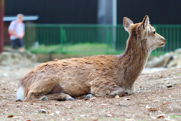 Sika deer, Japanese deer, Nara Park, Nara, Japan - Cervus nippon