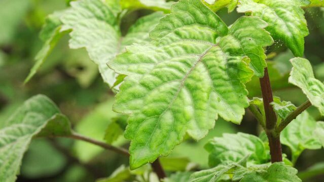 Closeup, patchouli plant leaf in farm for essential oil, aromatic herb, indonesia