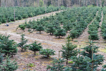 Christmas tree plantation. Wonderful fir trees for the coming christmas season.