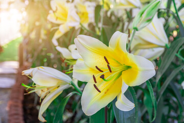 Fototapeta premium beautiful white Lilium brownii flower in the garden,Lilium brownii is a species of lily native to mainland China