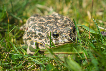 Green Toad Bufotes viridis closeup shot