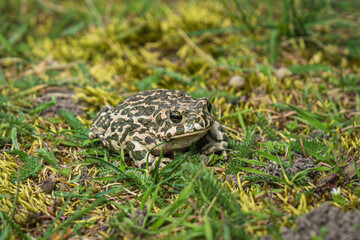Green Toad Bufotes viridis closeup shot