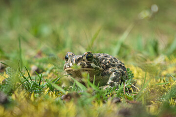 Green Toad Bufotes viridis closeup shot