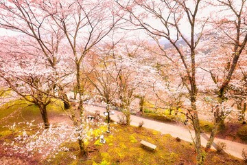 世界遺産の吉野山の桜
