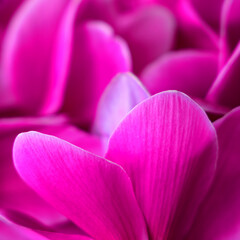 Pink Cyclamen flowers close-up