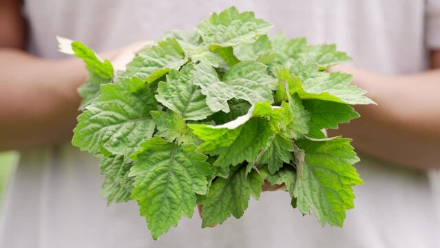 Patchouli plant leaves in farmer hands on plantation, essential oil herb