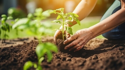 A woman is planting seedlings. Close-up of the hands of an elderly woman who plants seedlings in the soil.	