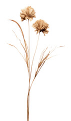 PNG Dried flower asteraceae blossom plant. - obrazy, fototapety, plakaty