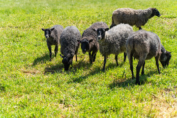 A group of sheep on a farm.