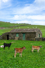 Three young cows grazing in a lush meadow with a traditional house from Terceira Island, Azores, and seagulls perched on the roof.
