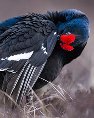 Black grouse cleaning its feathers - 782901574