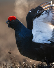 Black grouse closeup early in the morning, breath fume in the background - 782901589
