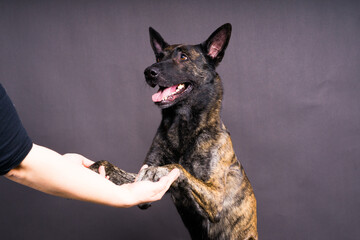 Dog paw takes the man. People support pets, studio shot