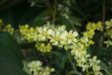 Yellow Dendrobium orchids bloom in a tropical garden, set against a backdrop of blurred foliage.  - obrazy, fototapety, plakaty