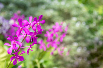 Pink Vanda orchids bloom in a tropical garden, set against a backdrop of blurred foliage creating a bokeh effect. Bathed in sunlight, the scene is illuminated by natural light. - obrazy, fototapety, plakaty
