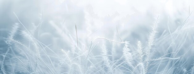 Frosty Meadow in Soft Morning Light Background