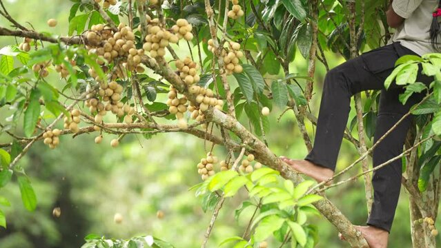 Harvesting langsat fruit, lansium parasiticum, longkong, lanzones, bonbon, asia