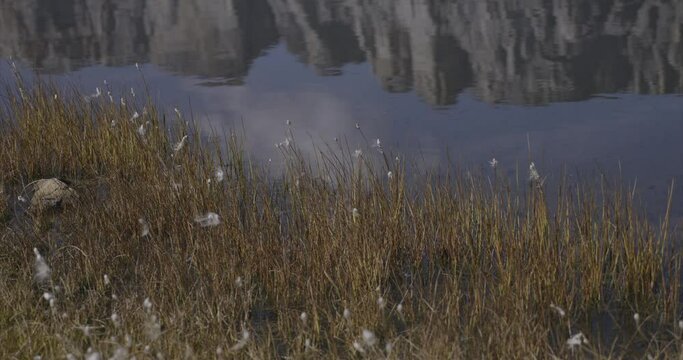 Libellule lac