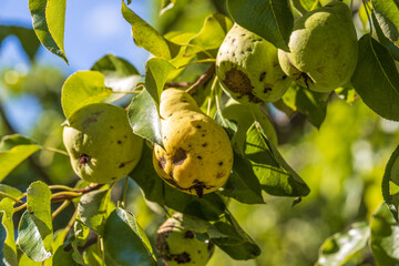 Pear fruits affected by apple scab Venturia inaequalis. Problems with the garden