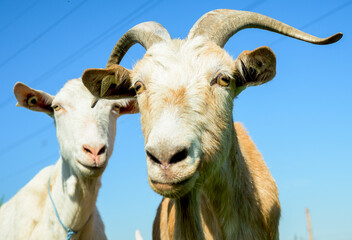 Goat family - portrait. Goat farm