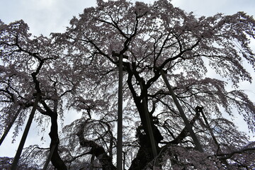 福島県郡山市　日本の桜の三大名所　三春の滝桜