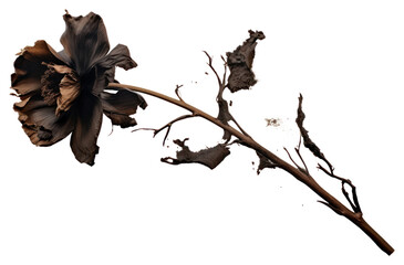 PNG  Flower with brunt plant petal white background.