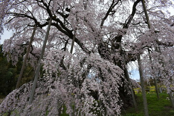 福島県郡山市　日本の桜の三大名所　三春の滝桜