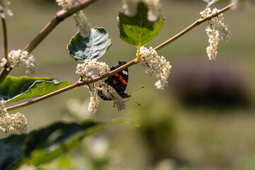 Ein Schmetterling thront auf Blumen in einem Garten