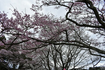 福島県郡山市　日本の桜の三大名所　三春の滝桜