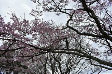 福島県郡山市　日本の桜の三大名所　三春の滝桜