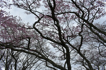 福島県郡山市　日本の桜の三大名所　三春の滝桜