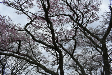 福島県郡山市　日本の桜の三大名所　三春の滝桜