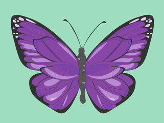 Large purple butterfly with a pattern