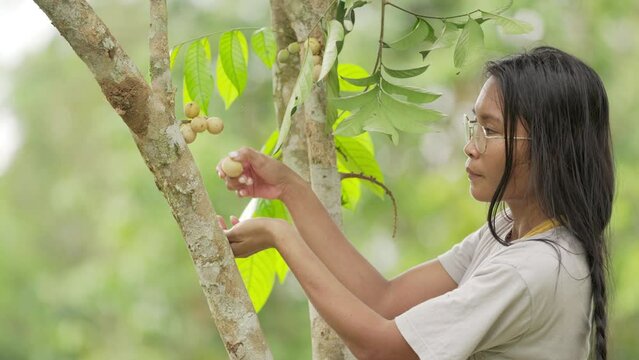 young female smallholder harvesting tropical langsat fruit, southeast asia