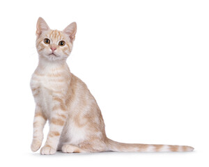 Curious European Shorthair cat kitten, sitting up side ways. Looking straight towards camera. Isolated on a white background.